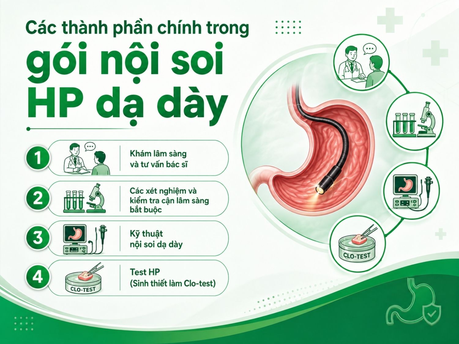 Gói nội soi HP dạ dày thường bao gồm thăm khám ban đầu với bác sĩ, các xét nghiệm cần thiết, nội soi dạ dày và test HP bằng phương pháp sinh thiết Clo-test để hỗ trợ chẩn đoán chính xác tình trạng nhiễm khuẩn Helicobacter pylori.