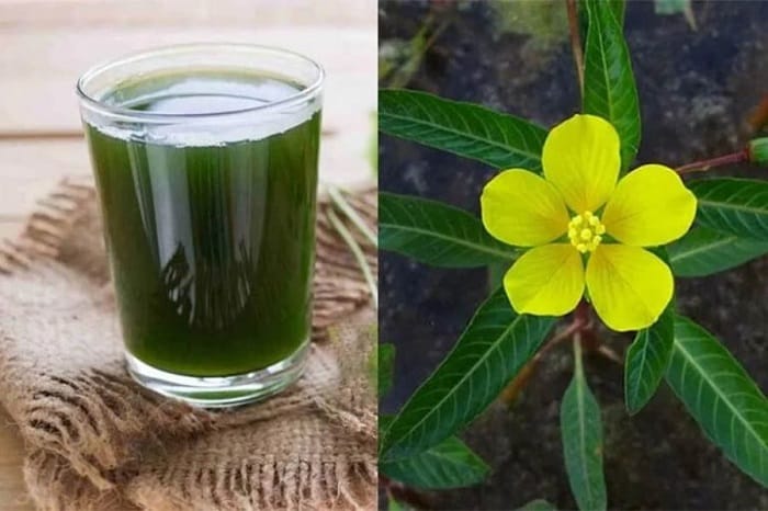 Rau mương hỗ trợ giảm thiểu triệu chứng trào ngược dạ dày