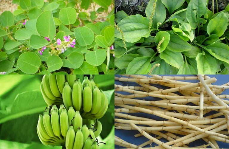 Sử dụng kết hợp các nguyên liệu với chuối xanh để tăng hiệu quả điều trị