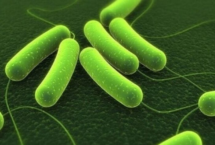 Phác đồ kháng sinh điều trị vi khuẩn HP khác nhau ở mỗi người