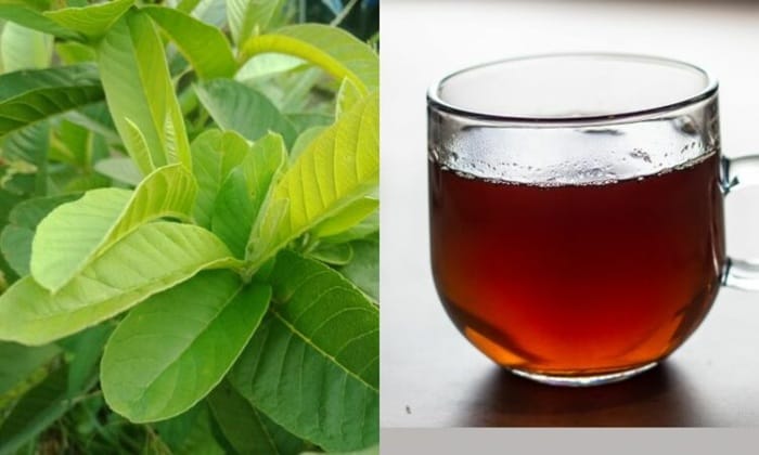 Đun lá ổi sắc lấy nước uống hàng ngày