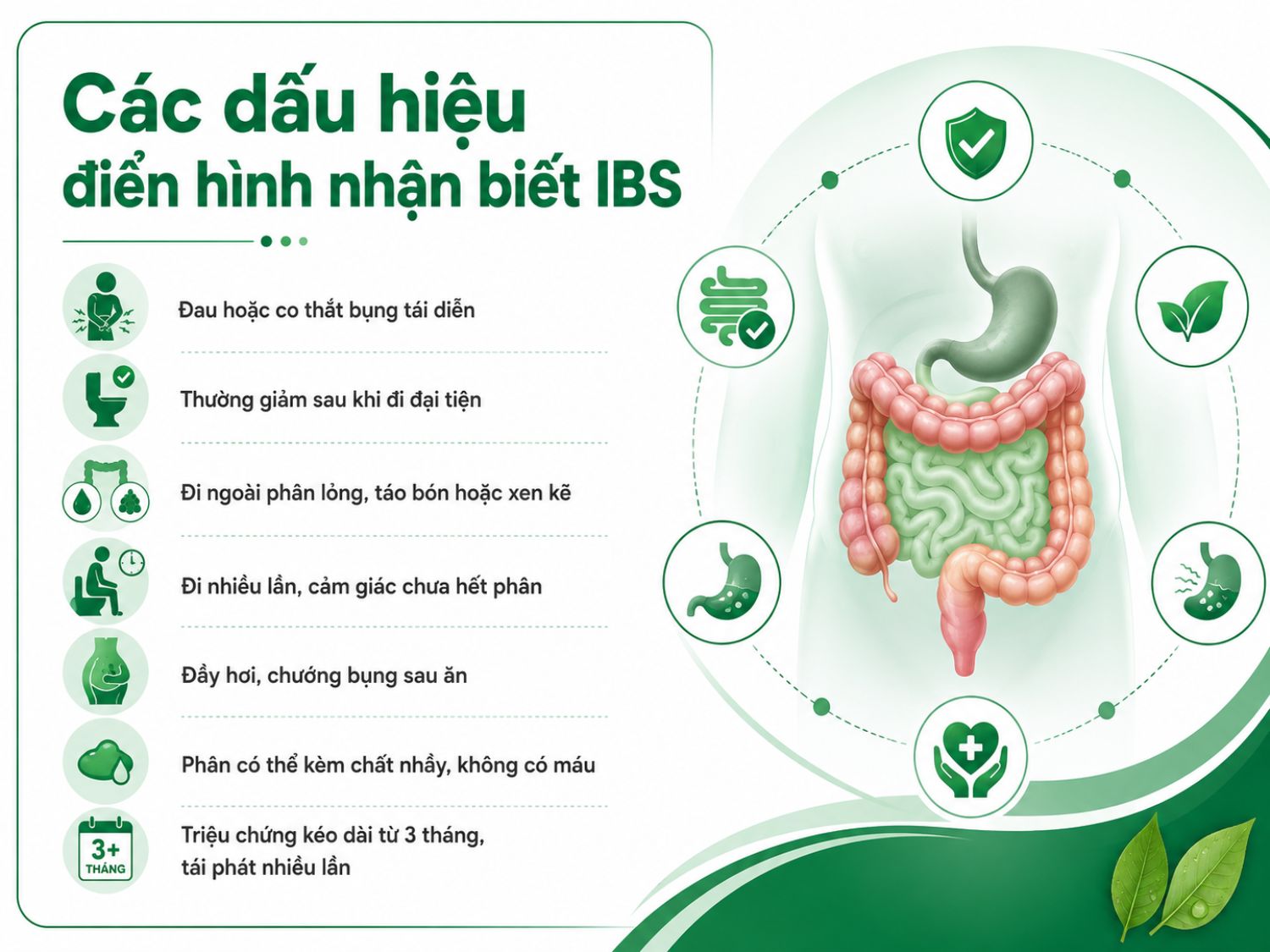 IBS thường biểu hiện bằng đau bụng tái diễn, rối loạn đại tiện, đầy hơi, chướng bụng và cảm giác đi ngoài chưa hết phân. Dù không có máu trong phân, triệu chứng kéo dài trên 3 tháng vẫn cần được kiểm tra để loại trừ các bệnh lý đường ruột khác.