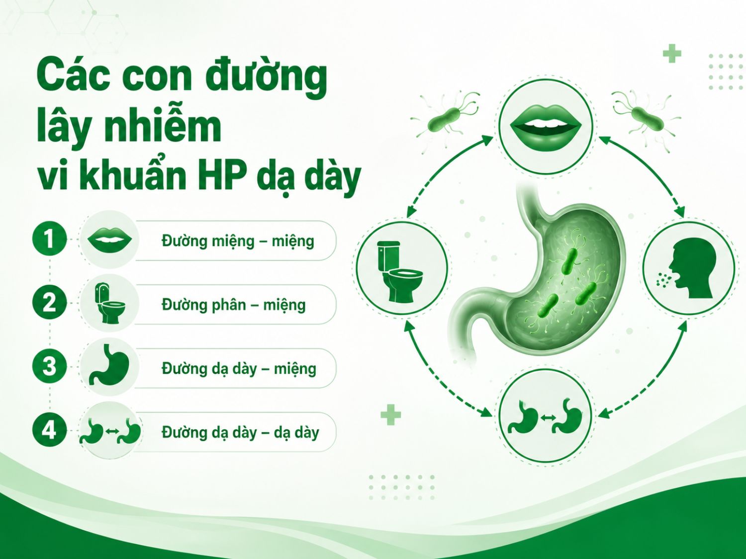 Vi khuẩn HP có thể lây qua nhiều con đường khác nhau, đặc biệt liên quan đến thói quen ăn uống chung, vệ sinh tay miệng kém hoặc tiếp xúc với dịch tiêu hóa. Chủ động giữ vệ sinh cá nhân và ăn uống an toàn giúp giảm nguy cơ lây nhiễm.