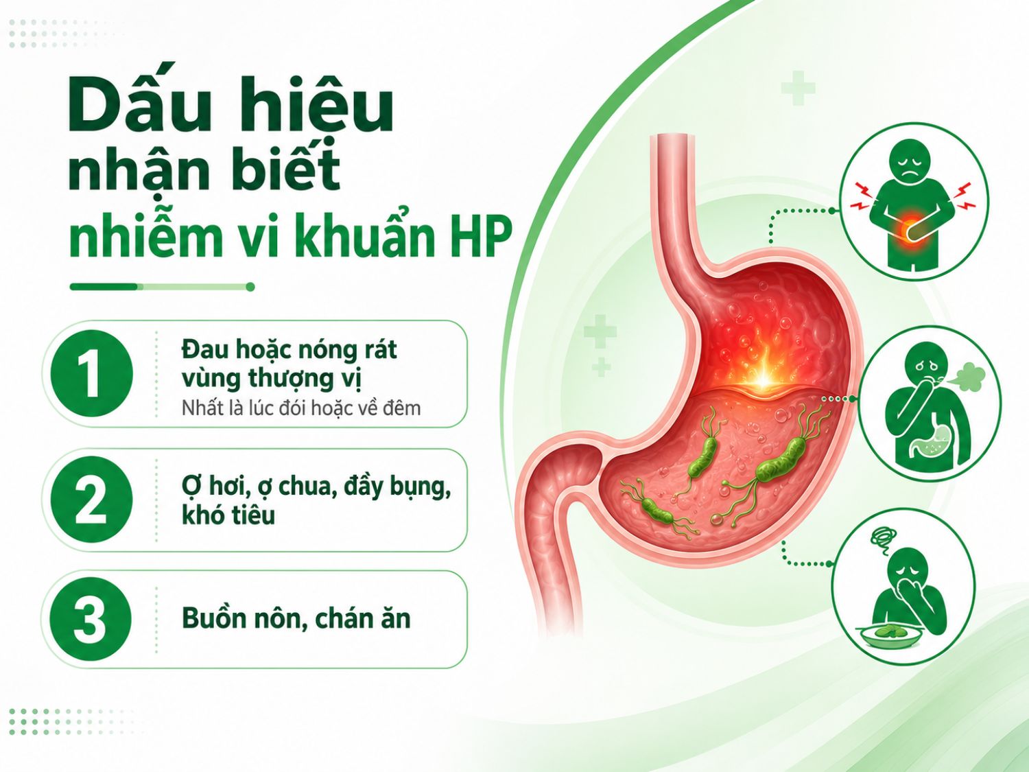Nhiễm vi khuẩn HP có thể gây đau nóng rát vùng thượng vị, nhất là khi đói hoặc về đêm, kèm ợ chua, đầy bụng, khó tiêu, buồn nôn hoặc chán ăn. Khi triệu chứng kéo dài, người bệnh nên thăm khám để được kiểm tra chính xác.